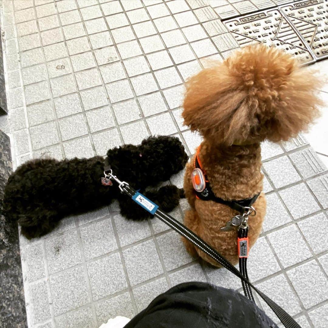 三浦祐太朗のインスタグラム：「買い物中の飼い主を姿勢良く待つ兄と怠惰丸出しで待つ妹。」