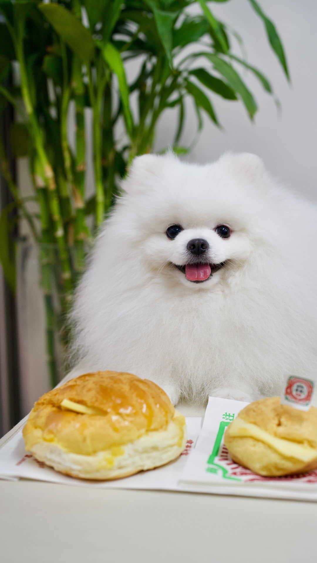 Mochi the Orkyehのインスタグラム：「Mochi will be trying out Hong Kong’s popular breakfast food, pineapple buns ❤️ #diningwithorkyeh」