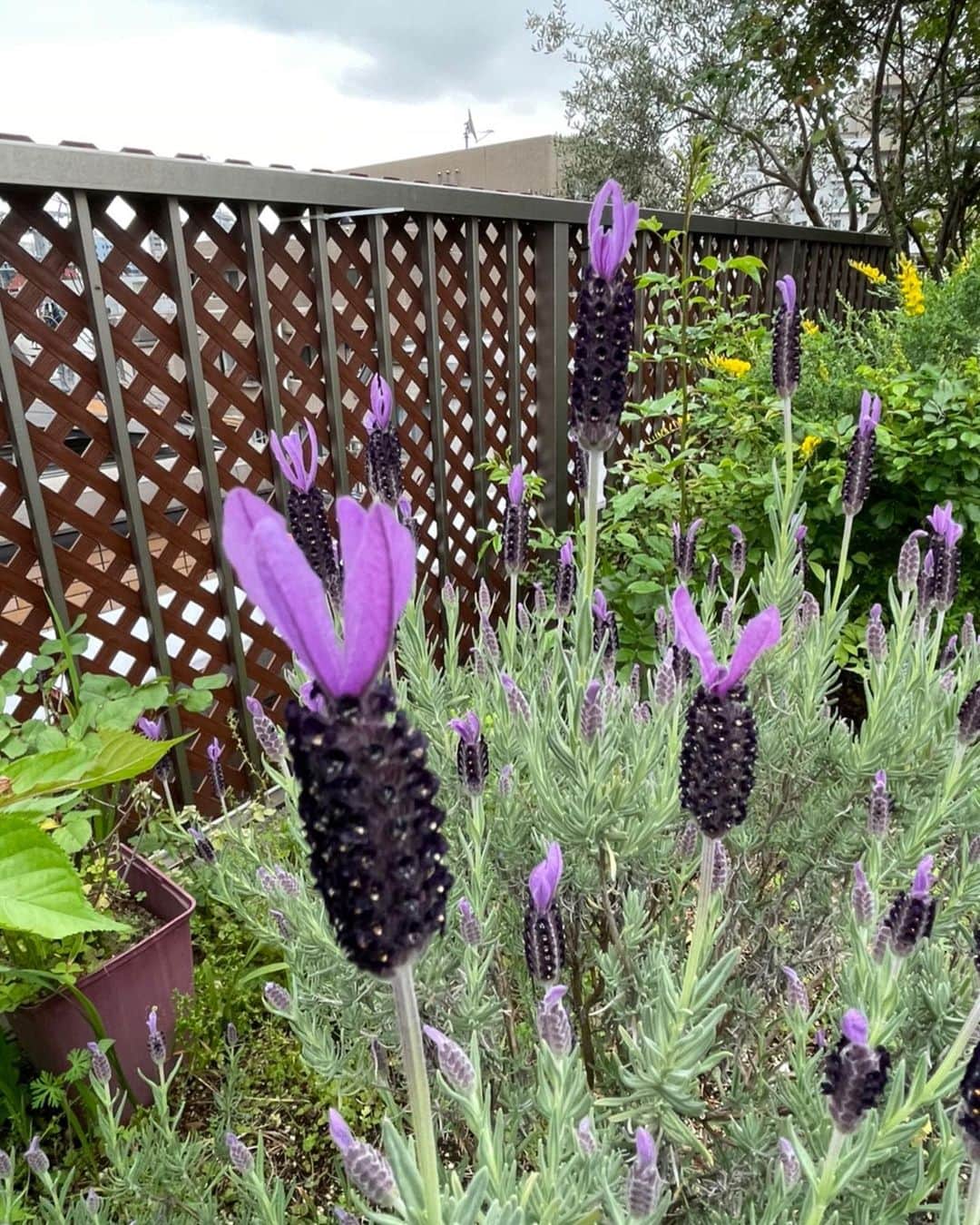 キャシー中島さんのインスタグラム写真 - (キャシー中島Instagram)「* 屋上の庭にある花たちは、順番に私たちを楽しませてくれます。ちゃんとお手入れしないとだめですね❣️  ななみのお墓に来ました。 勝野パパは京都で撮影をしているので今日はひとりで来ました。 いつものようにお花を変えてお線香をあげて、ななみとお話をすると心が満たされて、温かい気持ちになります… 12年前の今頃は癌と戦っていて辛かったよね！ 今は痛みがなくて穏やかに私たちを見守ってくれてるんでしょうね。 …なんて話を20分ほどしました。  家に帰ってきてからポーチを作りました。 洋輔がデザインした生地です。でも残念なことにこのデザインの生地はお蔵入りに。 なので見本の生地でポーチをつくりました。 幻の生地で作ったポーチです。明日洋輔にプレゼントします。 喜んでくれるとうれしいな🙆‍♀️」4月18日 1時12分 - official_kathynakajima