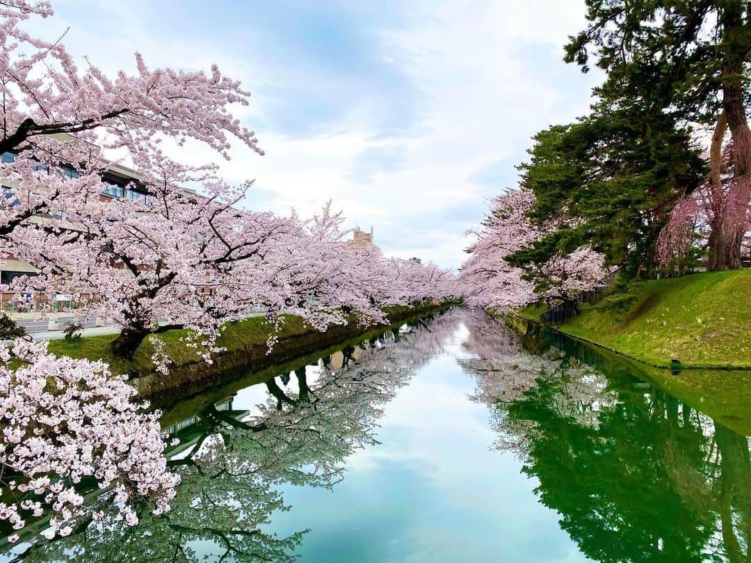 服部未佳さんのインスタグラム写真 - (服部未佳Instagram)「昨日のハッピィ生中継は 日本一🌸弘前公園の桜の様子をお伝えしました！ 2年ぶりの弘前さくらまつり。 記録的な早咲きに合わせて、 昨日から準まつり体制がスタート！ 本丸の弘前枝垂れはすでに見頃で 外濠のソメイヨシノはもうすぐ満開です。 園内のソメイヨシノやヤエベニシダレも 順調に開花が進んでいましたよ☺️  弘前公園の桜は花付きが多くボリューム満点！ もりもり咲き誇る桜は、本当に美しかった😢 岩木山や弘前城とのコラボレーションは格別ですね✨ ひたすら、幸せを噛み締めました🌸  放送後は、成田専蔵さんの おいしいコーヒーを買って帰りましたよ〜🥰  去年は新型コロナの影響で、まつり中止・公園閉鎖。 今年は、より一層 桜を楽しみにしている方が多いと思います。 だからこそ、ルールを守って楽しみたいです😙 園内での飲食スペースが限られていたり 園内に一方通行の通りがあったりするので ご注意くださいね😊 また、入園の際は受付で名前と住所を記入します。 事前にオンライン申し込みをしておけば スムーズに入園できるのでオススメです🙌  #弘前さくらまつり #弘前市 #弘前公園 #弘前城  #岩木山 #桜 #🌸 #成田専蔵珈琲店 #☕️ #ハッピィ   そして、同じく昨日のハッピィ調査隊は お花見気分を盛り上げる 桜グルメ3連発🍡 どれも、見た目の華やかさや可愛らしさだけではなく 味もバッチリでした😆💓  #吉田屋 #弘前の春満開桜ずし  #THEKAPS #さくらミルクティー  #開雲堂 #卍最中桜 #桜薄合せ  #ハッピィ調査隊」4月18日 1時42分 - mikahattori_aba