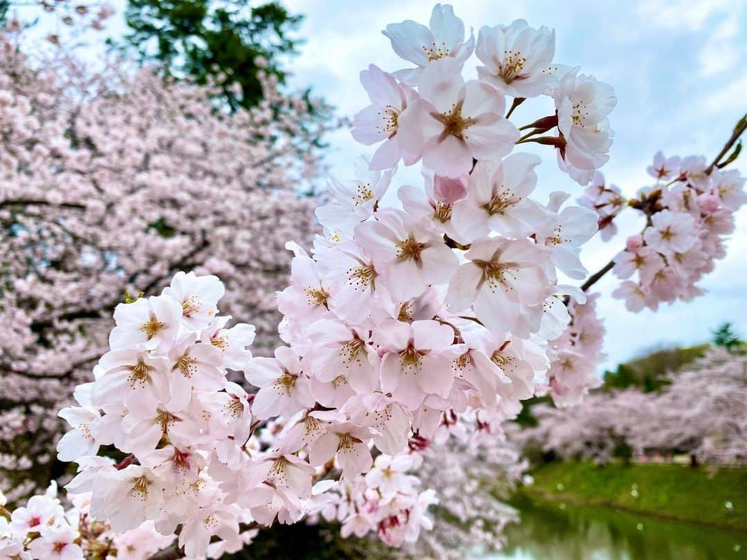 服部未佳さんのインスタグラム写真 - (服部未佳Instagram)「昨日のハッピィ生中継は 日本一🌸弘前公園の桜の様子をお伝えしました！ 2年ぶりの弘前さくらまつり。 記録的な早咲きに合わせて、 昨日から準まつり体制がスタート！ 本丸の弘前枝垂れはすでに見頃で 外濠のソメイヨシノはもうすぐ満開です。 園内のソメイヨシノやヤエベニシダレも 順調に開花が進んでいましたよ☺️  弘前公園の桜は花付きが多くボリューム満点！ もりもり咲き誇る桜は、本当に美しかった😢 岩木山や弘前城とのコラボレーションは格別ですね✨ ひたすら、幸せを噛み締めました🌸  放送後は、成田専蔵さんの おいしいコーヒーを買って帰りましたよ〜🥰  去年は新型コロナの影響で、まつり中止・公園閉鎖。 今年は、より一層 桜を楽しみにしている方が多いと思います。 だからこそ、ルールを守って楽しみたいです😙 園内での飲食スペースが限られていたり 園内に一方通行の通りがあったりするので ご注意くださいね😊 また、入園の際は受付で名前と住所を記入します。 事前にオンライン申し込みをしておけば スムーズに入園できるのでオススメです🙌  #弘前さくらまつり #弘前市 #弘前公園 #弘前城  #岩木山 #桜 #🌸 #成田専蔵珈琲店 #☕️ #ハッピィ   そして、同じく昨日のハッピィ調査隊は お花見気分を盛り上げる 桜グルメ3連発🍡 どれも、見た目の華やかさや可愛らしさだけではなく 味もバッチリでした😆💓  #吉田屋 #弘前の春満開桜ずし  #THEKAPS #さくらミルクティー  #開雲堂 #卍最中桜 #桜薄合せ  #ハッピィ調査隊」4月18日 1時42分 - mikahattori_aba