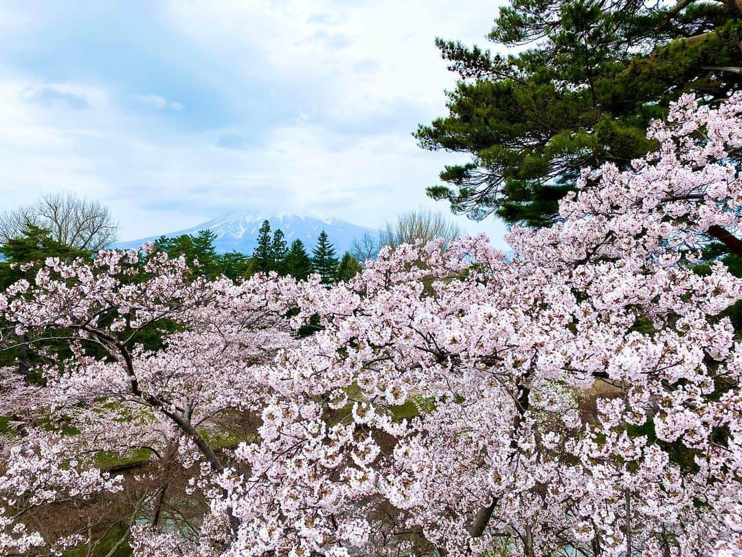 服部未佳さんのインスタグラム写真 - (服部未佳Instagram)「昨日のハッピィ生中継は 日本一🌸弘前公園の桜の様子をお伝えしました！ 2年ぶりの弘前さくらまつり。 記録的な早咲きに合わせて、 昨日から準まつり体制がスタート！ 本丸の弘前枝垂れはすでに見頃で 外濠のソメイヨシノはもうすぐ満開です。 園内のソメイヨシノやヤエベニシダレも 順調に開花が進んでいましたよ☺️  弘前公園の桜は花付きが多くボリューム満点！ もりもり咲き誇る桜は、本当に美しかった😢 岩木山や弘前城とのコラボレーションは格別ですね✨ ひたすら、幸せを噛み締めました🌸  放送後は、成田専蔵さんの おいしいコーヒーを買って帰りましたよ〜🥰  去年は新型コロナの影響で、まつり中止・公園閉鎖。 今年は、より一層 桜を楽しみにしている方が多いと思います。 だからこそ、ルールを守って楽しみたいです😙 園内での飲食スペースが限られていたり 園内に一方通行の通りがあったりするので ご注意くださいね😊 また、入園の際は受付で名前と住所を記入します。 事前にオンライン申し込みをしておけば スムーズに入園できるのでオススメです🙌  #弘前さくらまつり #弘前市 #弘前公園 #弘前城  #岩木山 #桜 #🌸 #成田専蔵珈琲店 #☕️ #ハッピィ   そして、同じく昨日のハッピィ調査隊は お花見気分を盛り上げる 桜グルメ3連発🍡 どれも、見た目の華やかさや可愛らしさだけではなく 味もバッチリでした😆💓  #吉田屋 #弘前の春満開桜ずし  #THEKAPS #さくらミルクティー  #開雲堂 #卍最中桜 #桜薄合せ  #ハッピィ調査隊」4月18日 1時42分 - mikahattori_aba