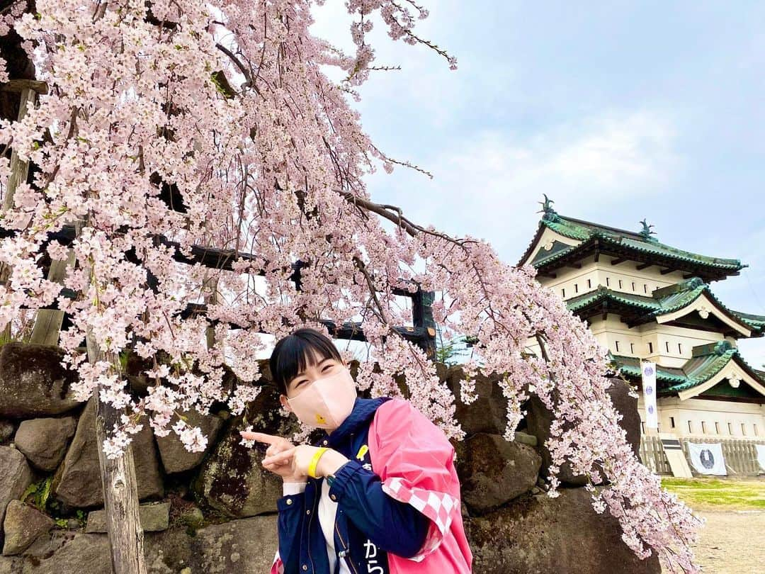 服部未佳さんのインスタグラム写真 - (服部未佳Instagram)「昨日のハッピィ生中継は 日本一🌸弘前公園の桜の様子をお伝えしました！ 2年ぶりの弘前さくらまつり。 記録的な早咲きに合わせて、 昨日から準まつり体制がスタート！ 本丸の弘前枝垂れはすでに見頃で 外濠のソメイヨシノはもうすぐ満開です。 園内のソメイヨシノやヤエベニシダレも 順調に開花が進んでいましたよ☺️  弘前公園の桜は花付きが多くボリューム満点！ もりもり咲き誇る桜は、本当に美しかった😢 岩木山や弘前城とのコラボレーションは格別ですね✨ ひたすら、幸せを噛み締めました🌸  放送後は、成田専蔵さんの おいしいコーヒーを買って帰りましたよ〜🥰  去年は新型コロナの影響で、まつり中止・公園閉鎖。 今年は、より一層 桜を楽しみにしている方が多いと思います。 だからこそ、ルールを守って楽しみたいです😙 園内での飲食スペースが限られていたり 園内に一方通行の通りがあったりするので ご注意くださいね😊 また、入園の際は受付で名前と住所を記入します。 事前にオンライン申し込みをしておけば スムーズに入園できるのでオススメです🙌  #弘前さくらまつり #弘前市 #弘前公園 #弘前城  #岩木山 #桜 #🌸 #成田専蔵珈琲店 #☕️ #ハッピィ   そして、同じく昨日のハッピィ調査隊は お花見気分を盛り上げる 桜グルメ3連発🍡 どれも、見た目の華やかさや可愛らしさだけではなく 味もバッチリでした😆💓  #吉田屋 #弘前の春満開桜ずし  #THEKAPS #さくらミルクティー  #開雲堂 #卍最中桜 #桜薄合せ  #ハッピィ調査隊」4月18日 1時42分 - mikahattori_aba