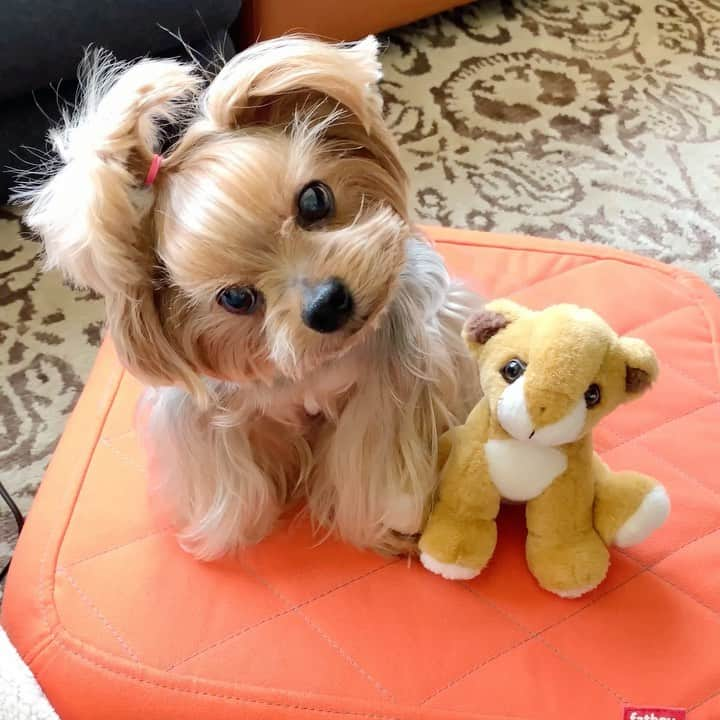 Kodie Bearのインスタグラム：「🐶💭This was In July 2019.  I was more talkative🤫then...」