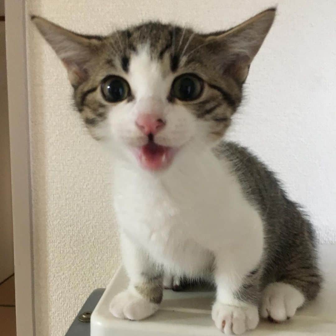 kokomamaのインスタグラム：「応募用 #ねこにすと三宮パネル希望」