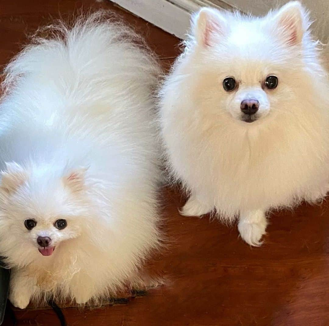 JEWELさんのインスタグラム写真 - (JEWELInstagram)「HAPPY WEEKEND!❤️ #pomeranian #dogsofinstagram #dogstagram #weeklyfluff」4月18日 7時59分 - jewel0131