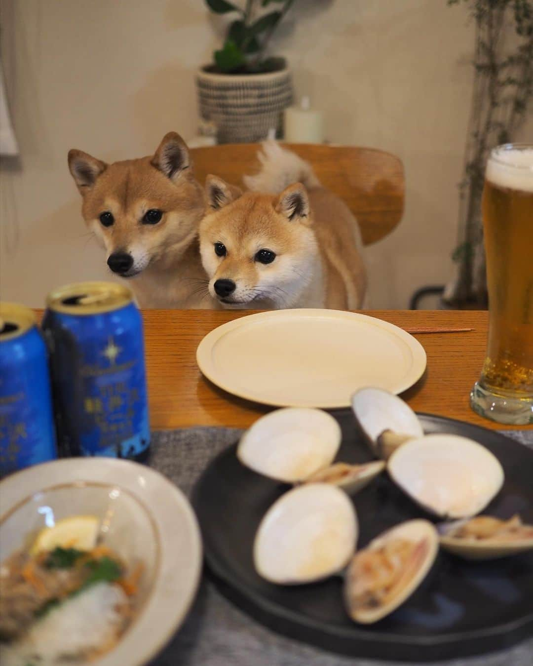 豆柴にこちゃんさんのインスタグラム写真 - (豆柴にこちゃんInstagram)「🐶🐚 おはよー 昨日の晩酌の旨すぎたハマグリ🤤  酒蒸しにしてしょうゆかけた だけだけど美味。 なめろうも同じ店で買ったけど おいしくて速攻完食。  ３枚目、にこたまは ハマグリよりビール見てる🍺  #柴犬#豆柴#pecoいぬ部#犬#shibastagram#petstagram#犬#犬のいる暮らし#shibainu#dog#mameshiba#pecotv#いぬのきもち部#しばいぬ#しばけん#こいぬ#シバイヌ#狗#ペット#子犬#puppy#pet#시바견#강아지#개#instacute#barked#9gag#9gagpets」4月18日 8時45分 - nikochan.mame48