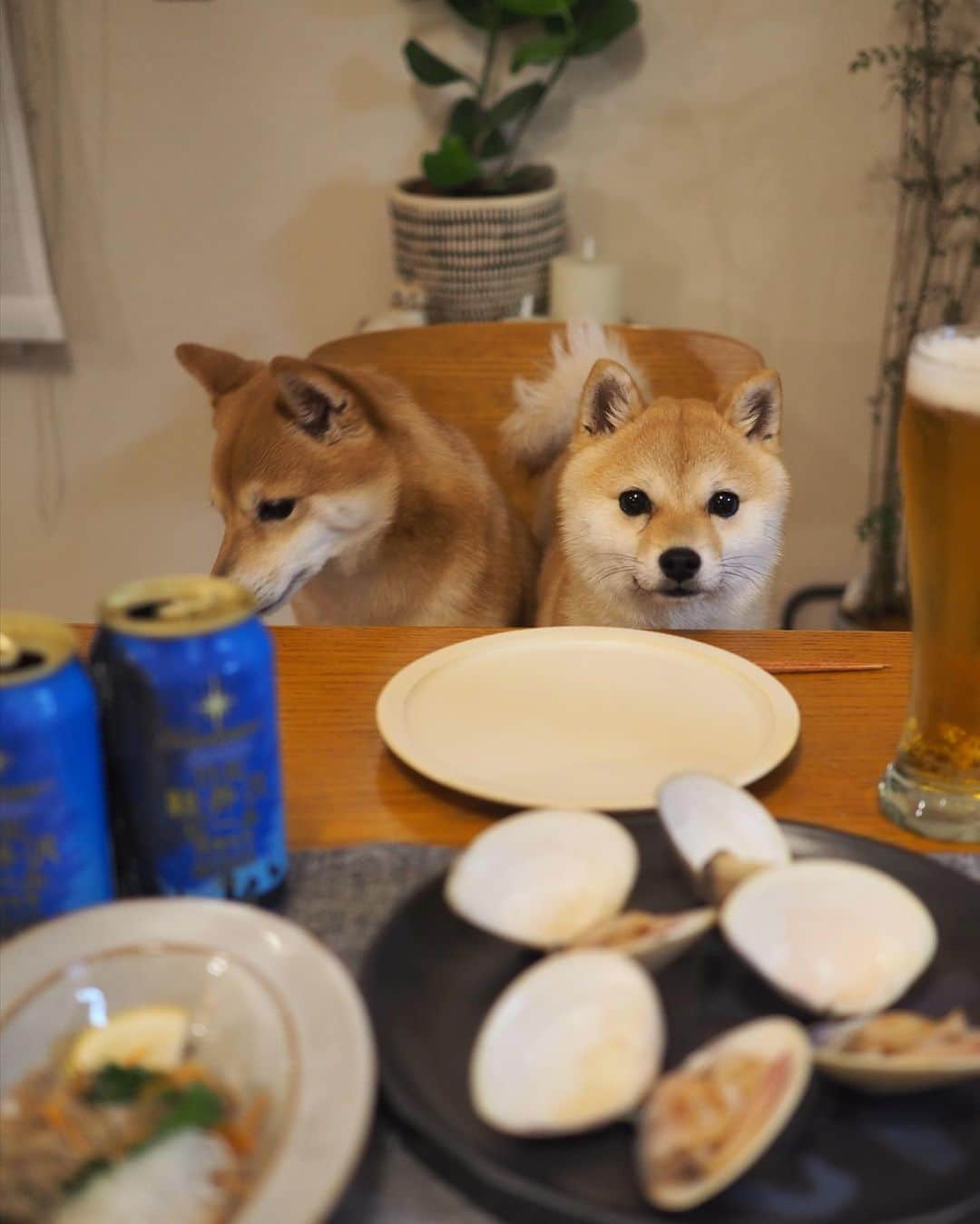 豆柴にこちゃんさんのインスタグラム写真 - (豆柴にこちゃんInstagram)「🐶🐚 おはよー 昨日の晩酌の旨すぎたハマグリ🤤  酒蒸しにしてしょうゆかけた だけだけど美味。 なめろうも同じ店で買ったけど おいしくて速攻完食。  ３枚目、にこたまは ハマグリよりビール見てる🍺  #柴犬#豆柴#pecoいぬ部#犬#shibastagram#petstagram#犬#犬のいる暮らし#shibainu#dog#mameshiba#pecotv#いぬのきもち部#しばいぬ#しばけん#こいぬ#シバイヌ#狗#ペット#子犬#puppy#pet#시바견#강아지#개#instacute#barked#9gag#9gagpets」4月18日 8時45分 - nikochan.mame48