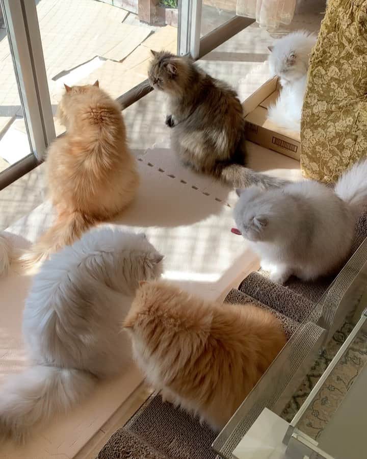 12 Chinchilla Persianのインスタグラム：「After breakfast routine ❤️ ( I give them wet food 2x aday ( morning and night ) and they still have kibbles ( royal canin persian) when ever they want to eat . No ones over weight so I’m not really strict on their diet )   #cat #catsofinstagram #weeklyfluff #instagram #cats_of_instagram」