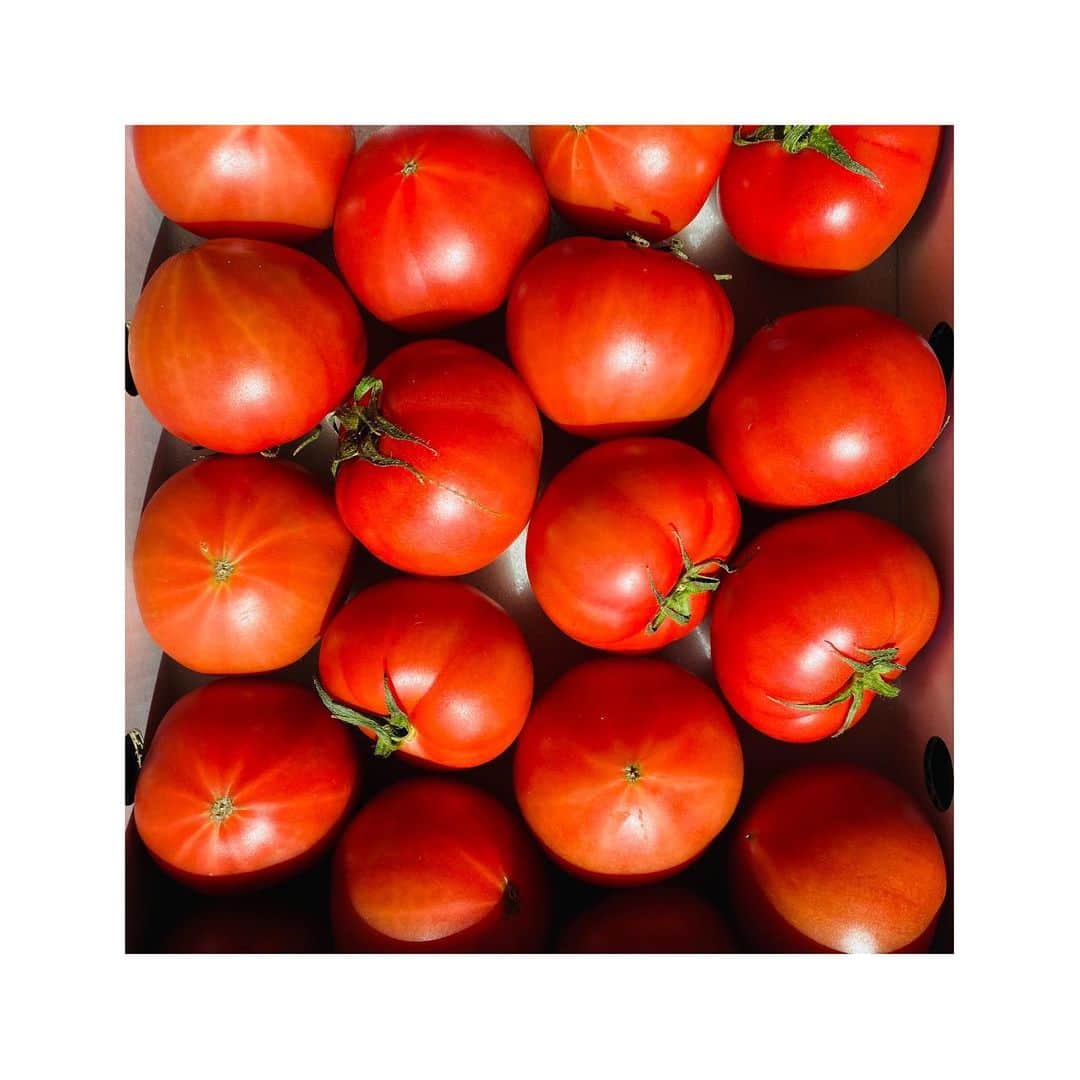 yori designerさんのインスタグラム写真 - (yori designerInstagram)「🍅 大好きな塩トマトの季節が来た 🍅🍅🍅 #塩トマト #熊本県 #八代市」4月18日 9時15分 - yoko915