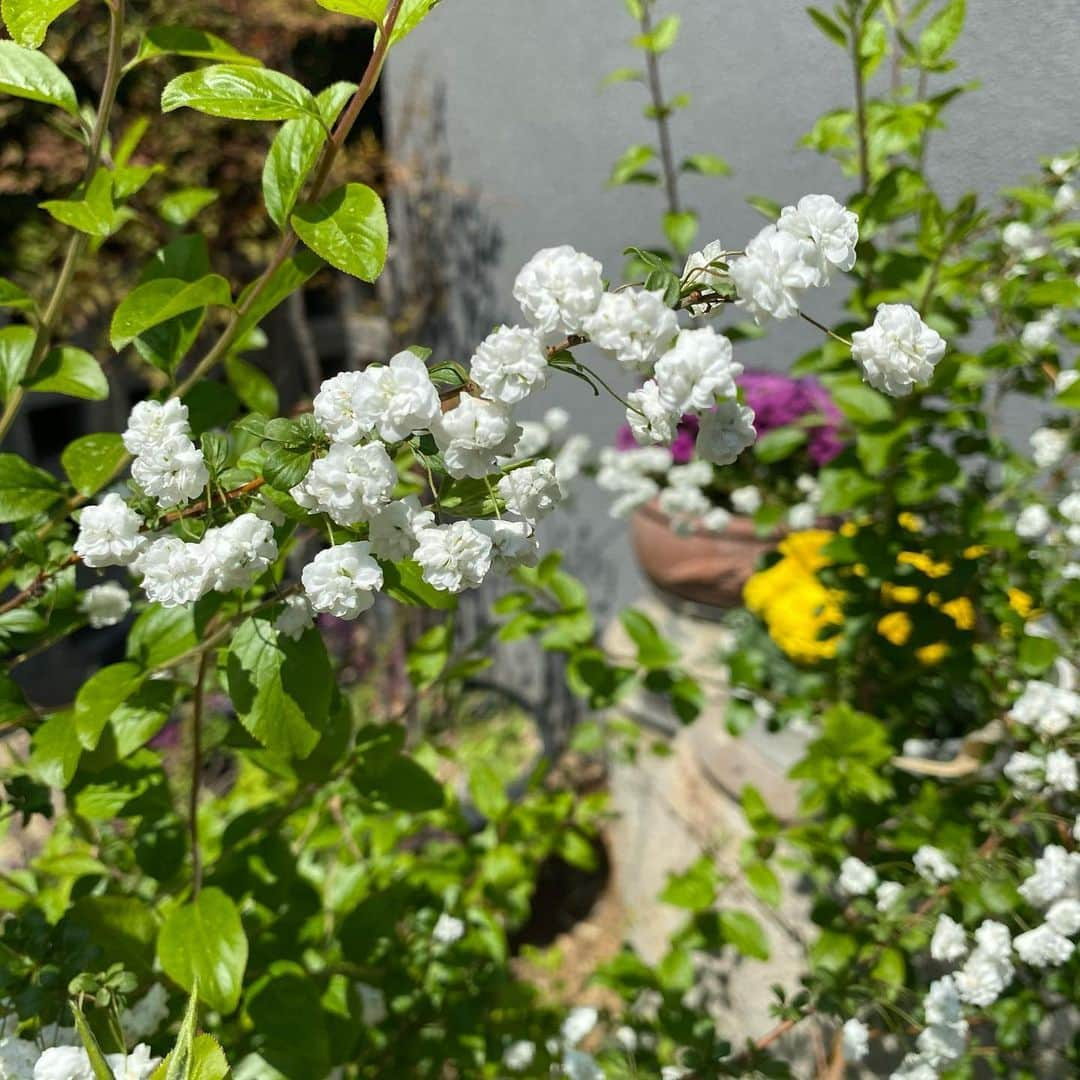 ナム・ジヒョンさんのインスタグラム写真 - (ナム・ジヒョンInstagram)「출근길🌼🌺🌱🪴 #고원」4月18日 12時42分 - hyuniiiiiii_95917