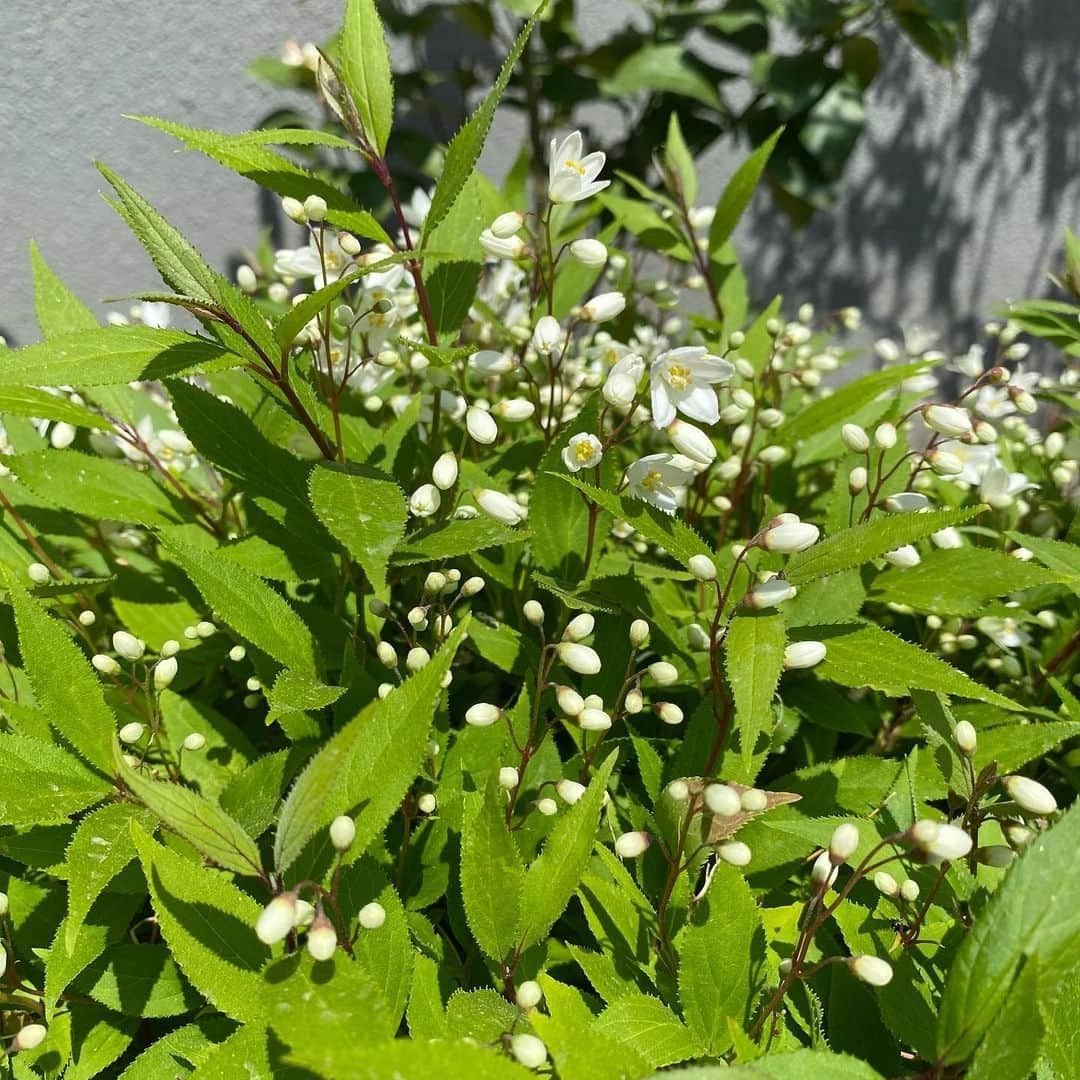 ナム・ジヒョンさんのインスタグラム写真 - (ナム・ジヒョンInstagram)「출근길🌼🌺🌱🪴 #고원」4月18日 12時42分 - hyuniiiiiii_95917