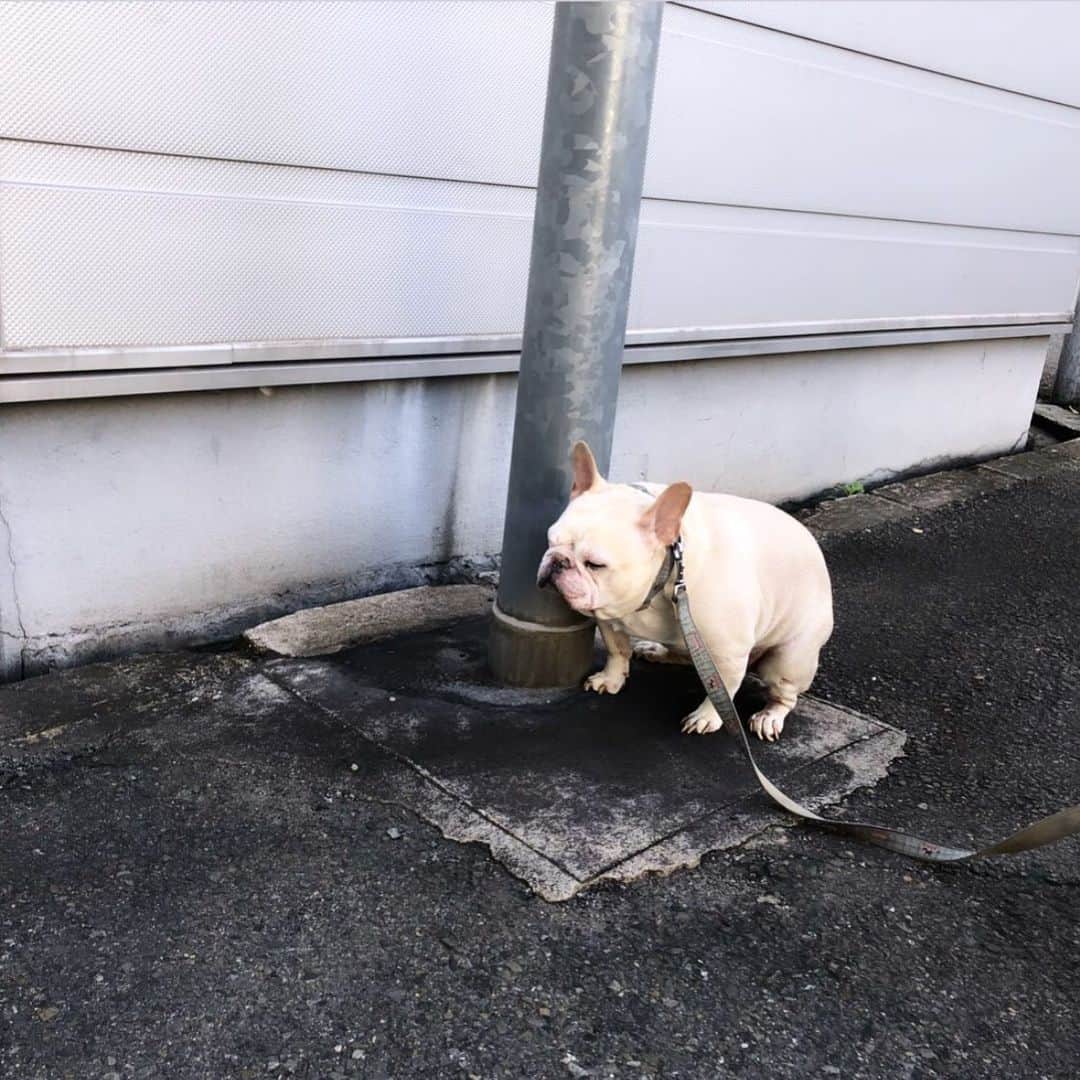 外村久美子さんのインスタグラム写真 - (外村久美子Instagram)「・ LOVEでしかない❤️ #おぃちゃん #frenchbulldog」4月18日 13時15分 - kummy153