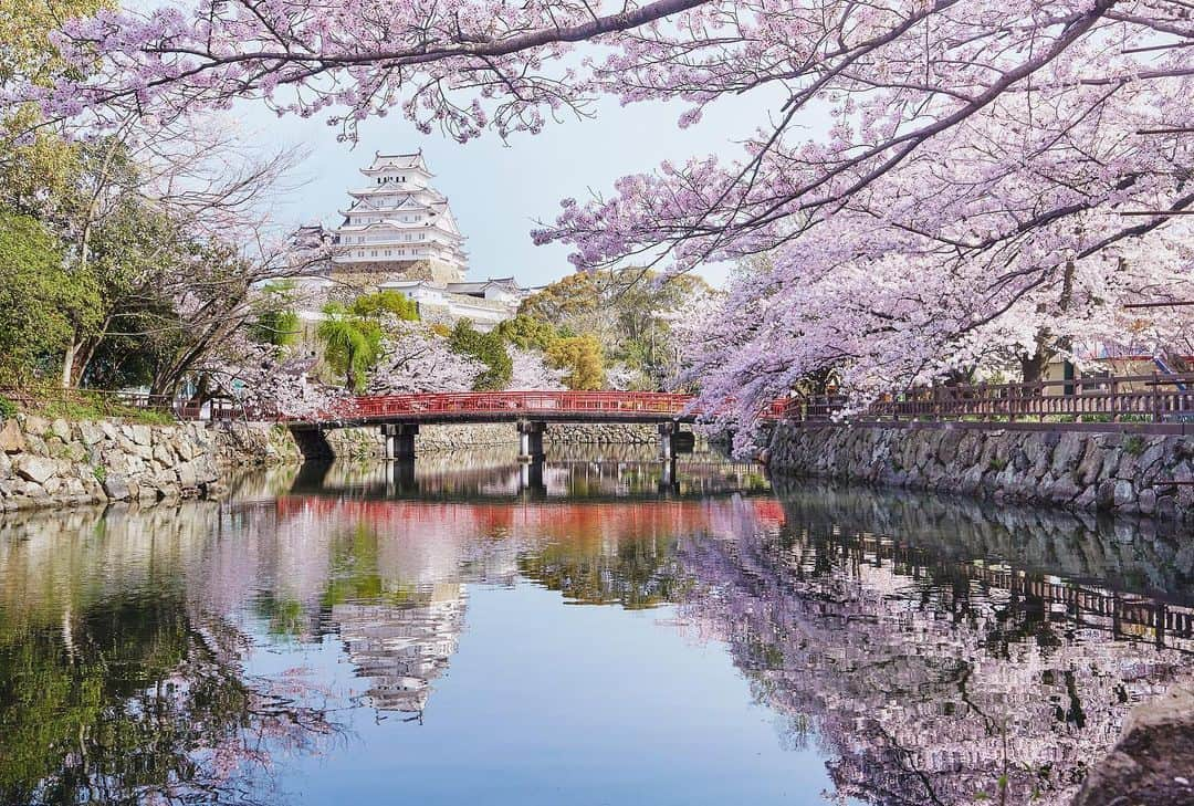 Najiiのインスタグラム：「Bloom - - 桜 - - #instagramjapan #tokyo_grapher  #tokyocameraclub #東京カメラ部 #mycanon #canonasia #lovers_nippon #pics_jp #visitjapanjp #unknownjapan #thediscoverer #sakura #cherrytree #blossom #桜 #eos #my_eos_photo  #himeji #姫路 #姫路城」