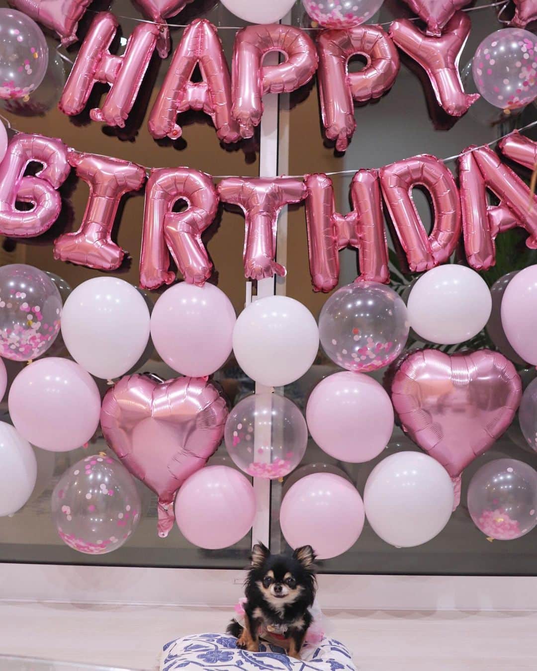 のインスタグラム：「. My dog's birthday🐶🎉💕 My dear dog💕💕  I want you to live longer ❤️ I love you❣️ . 4/2🎉🎉🎉 お誕生日は旅行に行きました🌈🌴 . #Chihuahua#chihuahualove#chihuahualife#chihuahuastagram#chihuahuagram#チワワ#ロンチー#わんこのいる生活#愛犬の誕生日#犬用ケーキ#セレブわんこ#誕生日飾り付け」