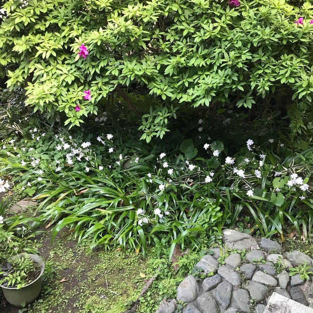 丸山敬太さんのインスタグラム写真 - (丸山敬太Instagram)「庭や山から摘んできた花や枝を活ける あるがままに。 そんな暮らしへの憧れが りり子さんの鎌倉の家には 当たり前のようにある。 １００年以上経つ日本家屋も、庭も、これ見よがしなど、少しもなく、心地よくそこにある。 でもそれは本当に沢山の愛情と手間暇と、知識と知性、そして美意識の積み重ねなんだと、お母様の幸子さんと りり子さんのなんともチャーミングな ちょっとした諍いのようなやり取り に感じられる。 母娘劇場の大ファン。りり子さんとは同い年なだけあって、母親との関係にシンパシーを感じつつも、幸子さんの 自由でかっこいいスタイルのファン。  いつか自分もあんな素敵な大人になりたいもんだな。  いくつになっても学ぶ姿勢がとても大事なんだなぁと 今日のメンバーから改めて感じたこと。 よき休日でした。  近所に住みたい。」4月19日 0時07分 - keitamaruyama