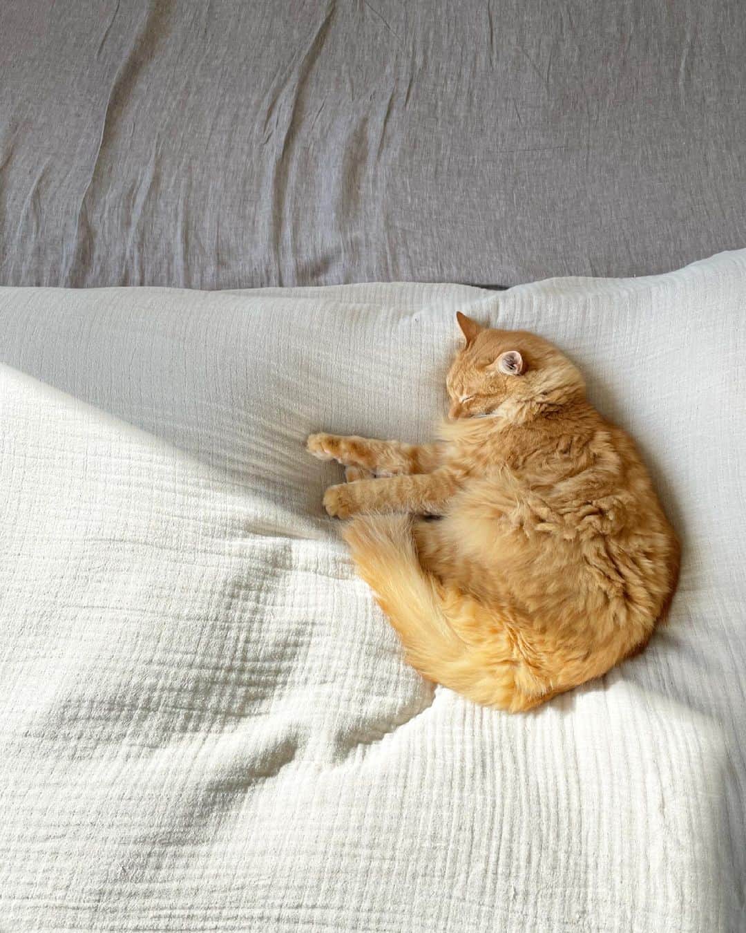 猫沢エミのインスタグラム