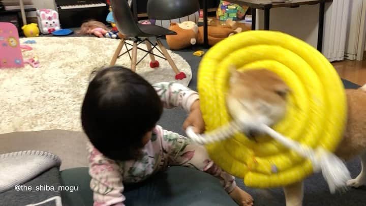 Moguのインスタグラム：「. ①飼い主にバレないようにさりげなくエリカラを外したのに子分②に速攻チクられたなの。 #チクる時眉間に皺よせすぎ 👶にゃんにゃんとった！(もぐちゃんエリカラとった！) 👶Mommy! Mommy! Mogu chan took off cone collar! ②おわびに少し遊んでもらったなの。 #ちょっと非力すぎてお話にならないです #お気持ちだけいただきますね . @the_shiba_mogu  #柴犬 #shibainu #shiba#赤柴 #redshiba#犬 #dog#しばいぬ#nannydog#犬と子供#子供と犬#柴犬と子供#柴#赤ちゃんと犬#犬と赤ちゃん#柴犬と赤ちゃん#赤ちゃんと柴犬#柴犬のいる暮らし#子守犬」