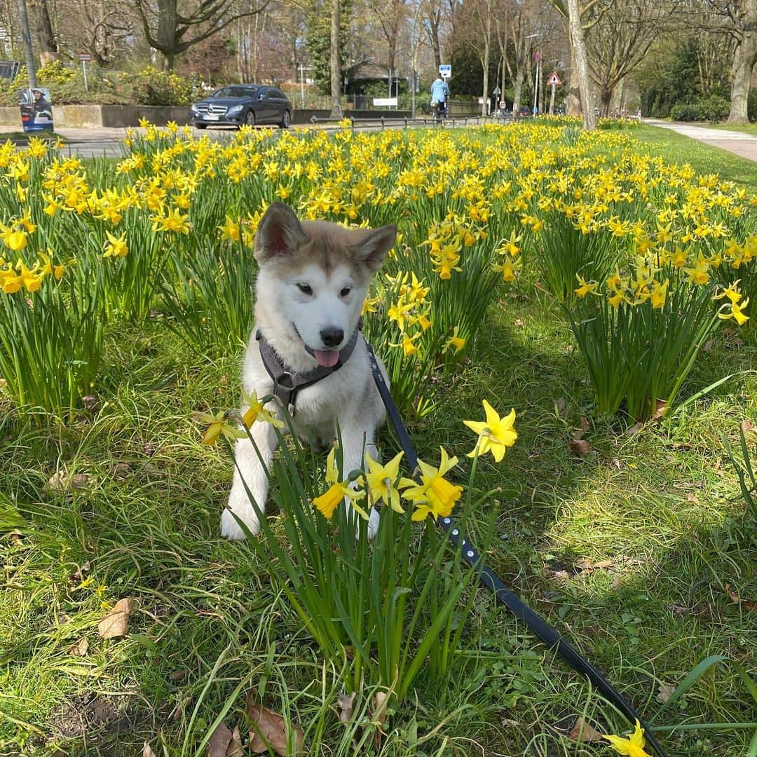 Mikkaさんのインスタグラム写真 - (MikkaInstagram)「Beautiful Sunday today ☀️🐶」4月18日 19時00分 - mikka