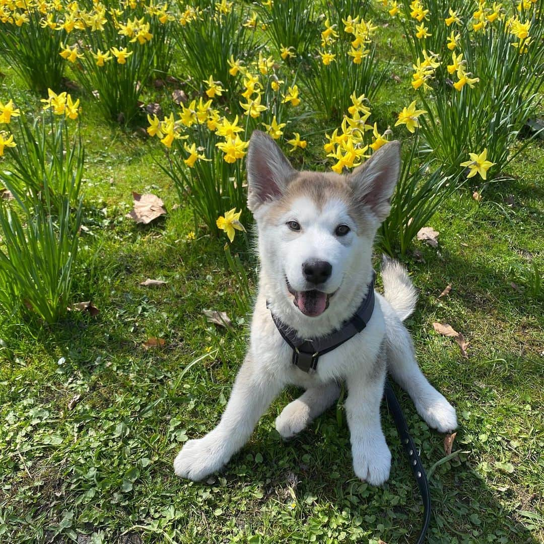 Mikkaのインスタグラム：「Beautiful Sunday today ☀️🐶」