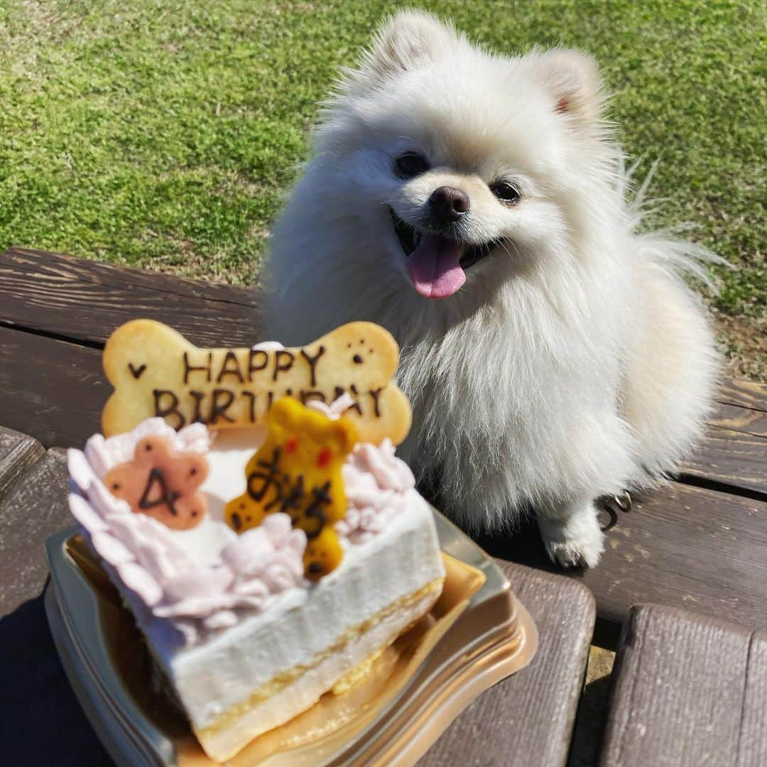 葵ゆりかのインスタグラム：「おもち❤️ 4歳のお誕生日おめでとう🎂✨ ずっと元気で側にいてね。 いつもありがとう💕 大好きだよ❤️  #愛犬　#おもち　#pomeranian #ポメラニアン　#ポメ　#白ポメ#birthday #誕生日祝い　#お祝い　#birthdaycake #わんこ　#instadog #dogstagram #犬バカ部　#いぬすたぐらむ」