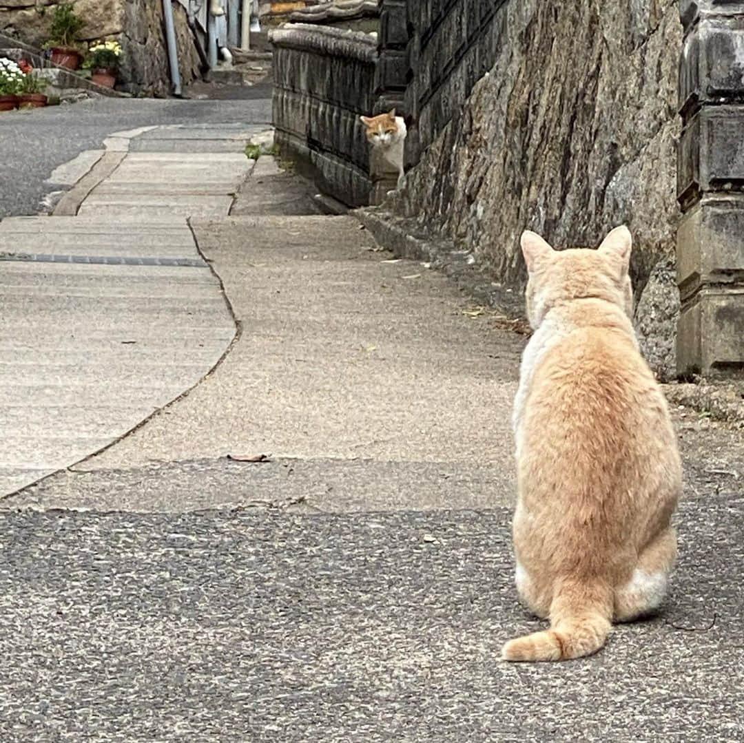 ericoさんのインスタグラム写真 - (ericoInstagram)「✩✩ 尾道で見つけた 『りきか ！』と、 思わずつっこんだ光景 ✩ I found a scene in Hiroshima that made me want to say it was Rikimaru. ✩ #りきか！ #本日の尾道 #尾道ねこ歩き  ✩ #それいけ力丸くん #コーギー  #犬のいる暮らし#pembrokewelshcorgi  #corgistagram #barked #myfavcorgi #buzzfeed #corgisofinstagram  #dailyfluff #9gag #weeklyfluff #dogstagram #corgibutt」4月18日 20時36分 - ericobear