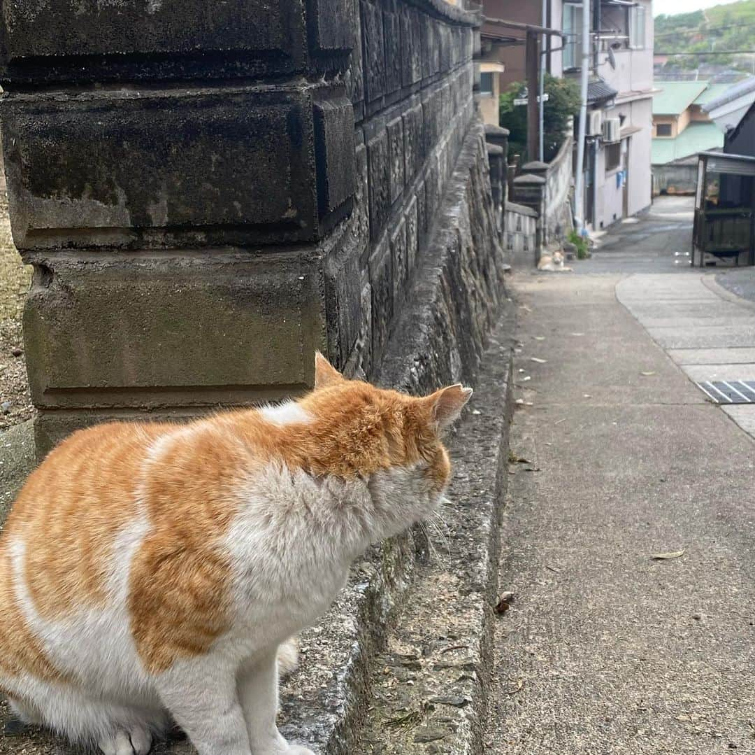 ericoさんのインスタグラム写真 - (ericoInstagram)「✩✩ 尾道で見つけた 『りきか ！』と、 思わずつっこんだ光景 ✩ I found a scene in Hiroshima that made me want to say it was Rikimaru. ✩ #りきか！ #本日の尾道 #尾道ねこ歩き  ✩ #それいけ力丸くん #コーギー  #犬のいる暮らし#pembrokewelshcorgi  #corgistagram #barked #myfavcorgi #buzzfeed #corgisofinstagram  #dailyfluff #9gag #weeklyfluff #dogstagram #corgibutt」4月18日 20時36分 - ericobear