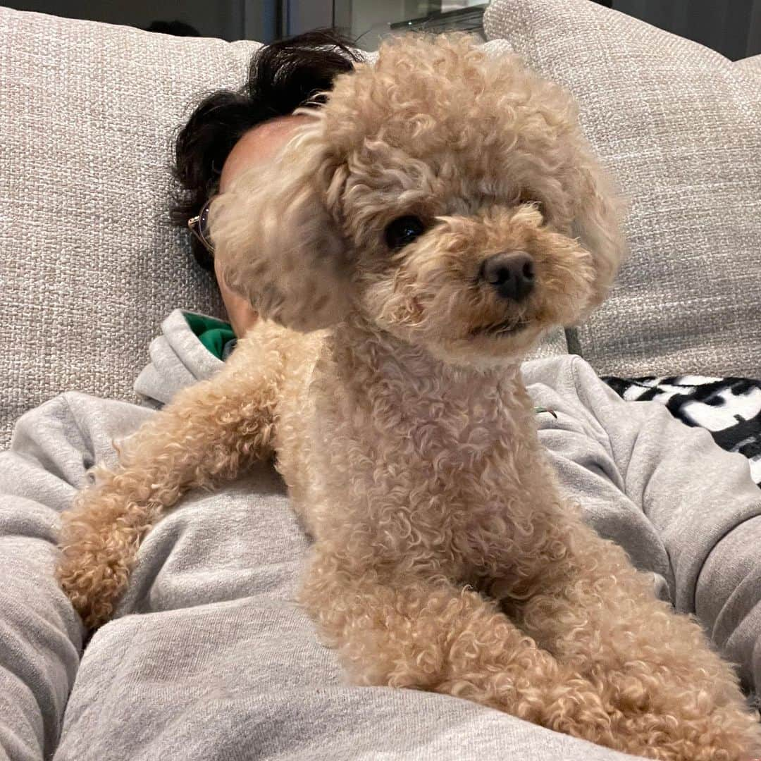 ハ・ソクジンさんのインスタグラム写真 - (ハ・ソクジンInstagram)「붙임성 좋은 친구들과 함께. 🐕」4月18日 20時44分 - haseokjin