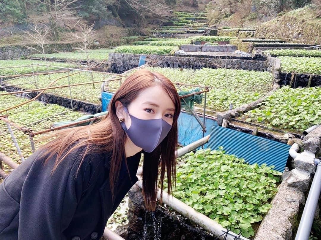 泉里香さんのインスタグラム写真 - (泉里香Instagram)「ロケでわさび農園にお邪魔しました。 すごく綺麗だった〜✨！ わさび田の棚田が広がる景色を眺めては癒されていました。 この景色は、来週放送の高嶺のハナさん3話で登場します🌱 #wasabi#wasabifarm#高嶺のハナさん」4月18日 21時19分 - rika_izumi_