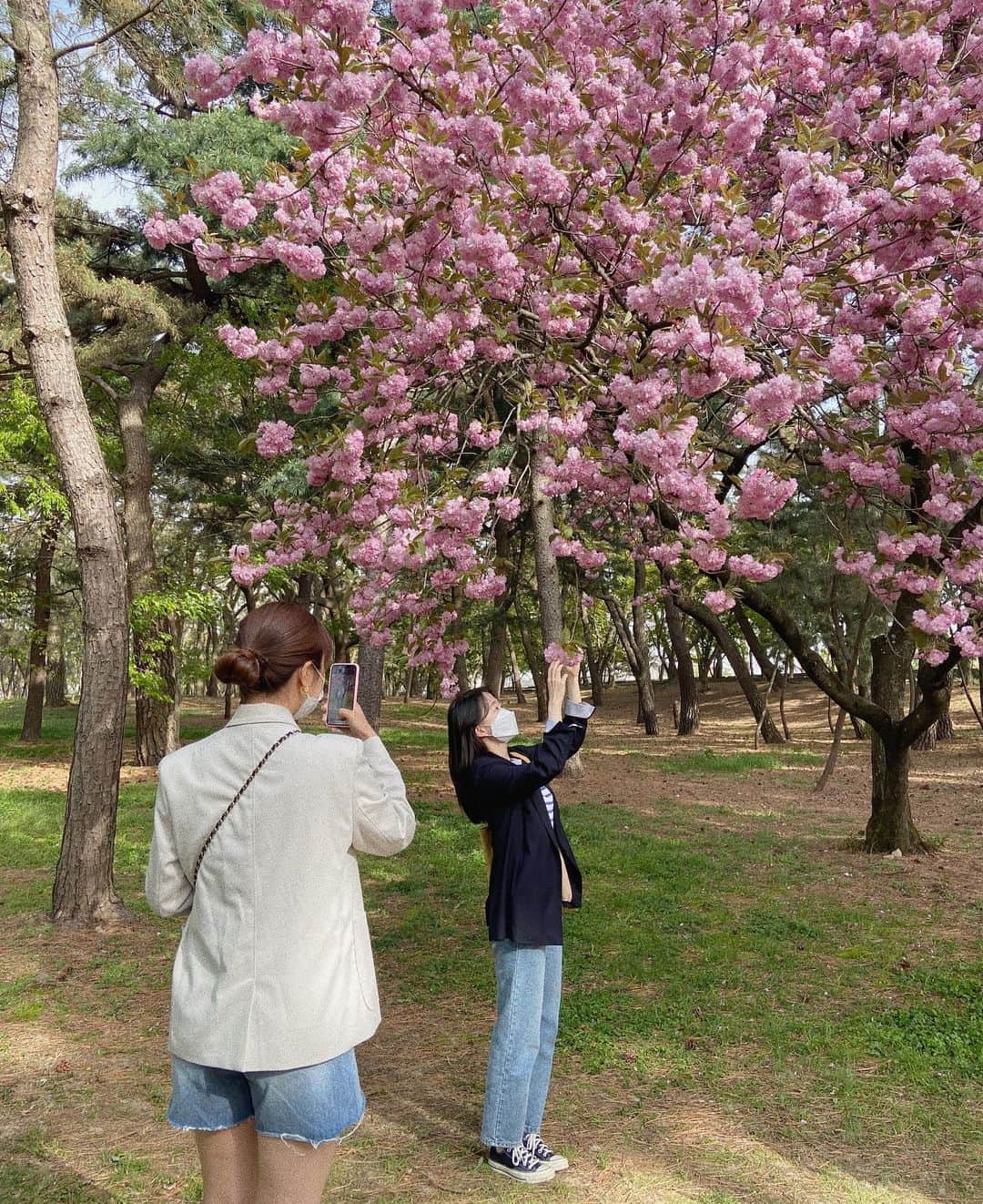パク・ミンジさんのインスタグラム写真 - (パク・ミンジInstagram)「겹벚꽃나무 한그루에도 기분이가 좋은 짹짹이들♡」4月18日 22時22分 - miinzzi