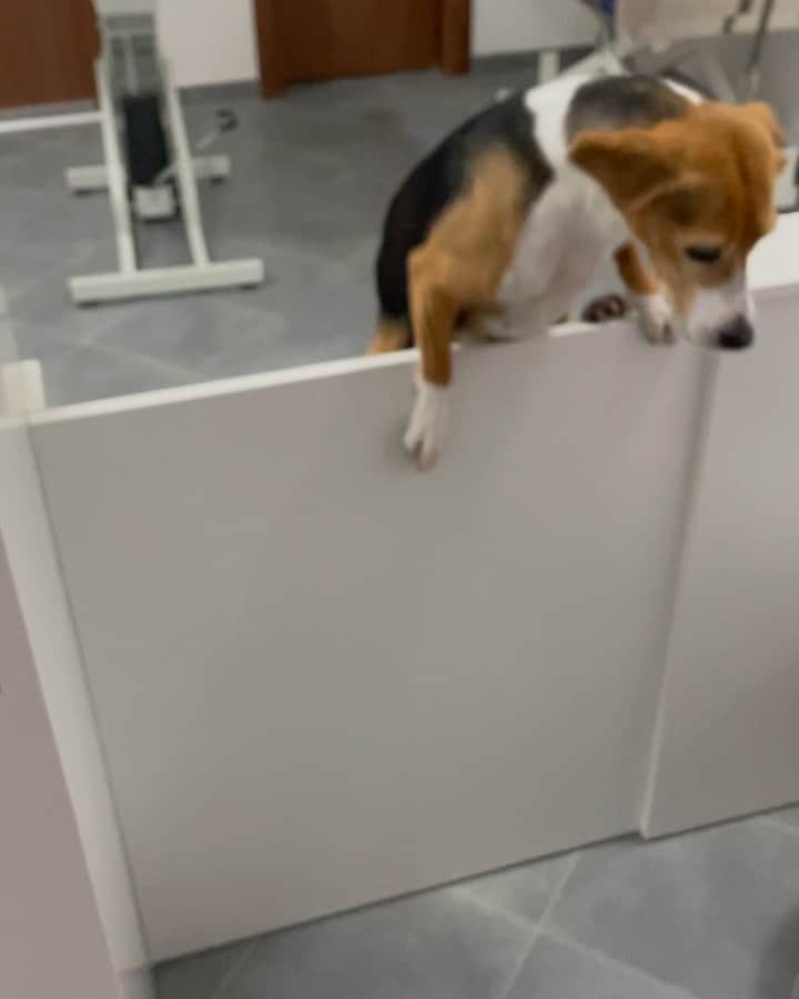 ブランカ・ブラシッチのインスタグラム：「If my dog can do this, imagine my kid one day 🤣 #highjump」