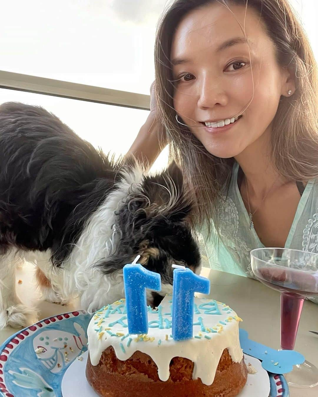 和央ようかさんのインスタグラム写真 - (和央ようかInstagram)「Today my Dondon🐶 is 11 years old 🐶 Happy Birthday my beautiful baby 🐶  今日5月16日はマイベイビーどんどん🐶の11歳のお誕生日🎂🎉 朝からお風呂🛀に入り、ケーキを買いに行き、家族でどんどん🐶のバースデーパーティー🎉 去年はロックダウン中のNYセントラルパークでお祝いしたね😊 いつも、幸せを有難うどんどん🐶💕もっともっと幸せにするね  #takakoworldstylin🌎 #takakohawaiistylin🏝 #lifestyle#hawaii#happybirthday #dondon🐶#どんどん🐶#chihuahua #チワワ#家族写真」5月17日 18時34分 - yokawao0215