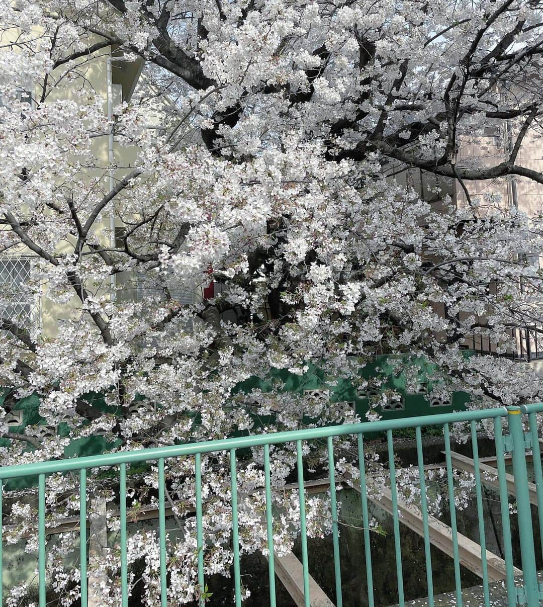 東咲月のインスタグラム：「٩( 'ω' )و! 🌸　 今年最後に出逢った桜のパワー。」