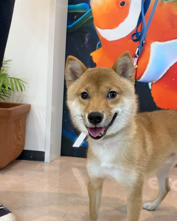 大阪ECO動物海洋専門学校のインスタグラム：「まだまだやんちゃなパピー🐶💕 いろいろなものに興味深々な柴犬の桜季（おうき）♂です♫  #しばいぬ #柴犬 #パピー犬  #大阪eco #大阪eco動物海洋専門学校 #動物 #専門学校 #動物飼育 #動物園 #水族館 #飼育員 #ドルフィントレーナー #アクアリスト #動物看護師 #トリマー #ドッグトレーナー #トリミング #犬 #animal #dog」