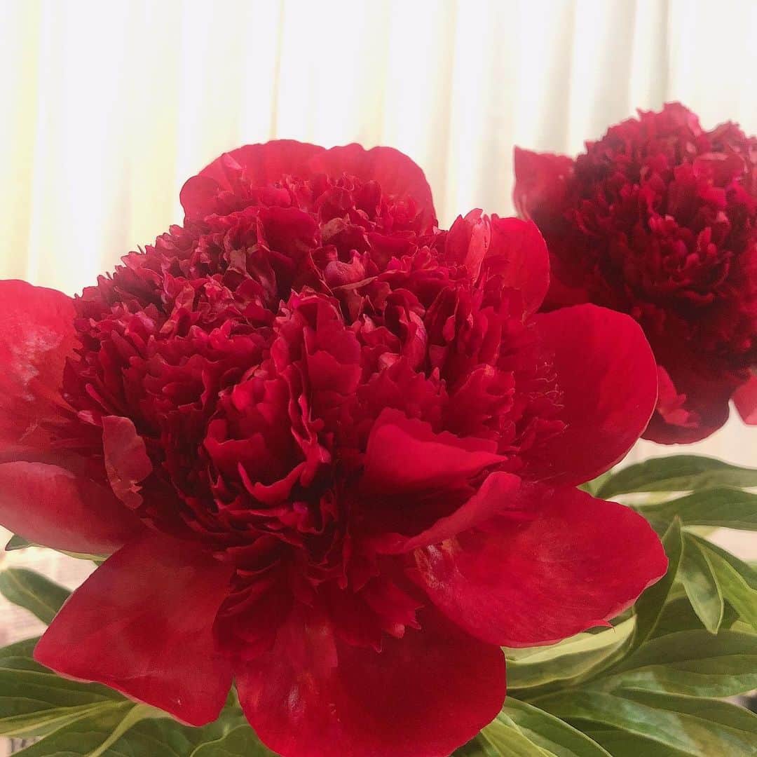 新山千春さんのインスタグラム写真 - (新山千春Instagram)「赤❤️からの強い エネルギーが欲しくなった今日でした。  大好きな花の咲く 季節が来た。 今年の芍薬は 　赤を選んだ。  母の日にもらった カーネーションが❤️まだ 鮮やかに咲いてくれてる！  ネイルも赤❤️ ひさしぶりに そんな気分です。  #artnail #peony  #❤️ #赤 #RED #flowers #ドライフラワー #ドライフラワーのある暮らし  #花 #花のある暮らし  #💅  #ミラーネイル #新山千春  ネイルは @lifenail_ebisu」5月17日 20時07分 - chiharuuu_0114