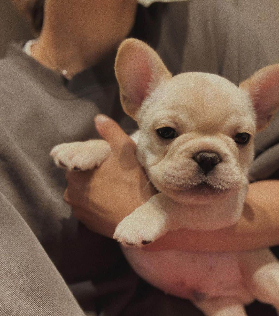 のインスタグラム：「. . ただいまる🐶 . . #フレブル #フレンチブルドッグ  #フレンチブルドッグのいる生活」