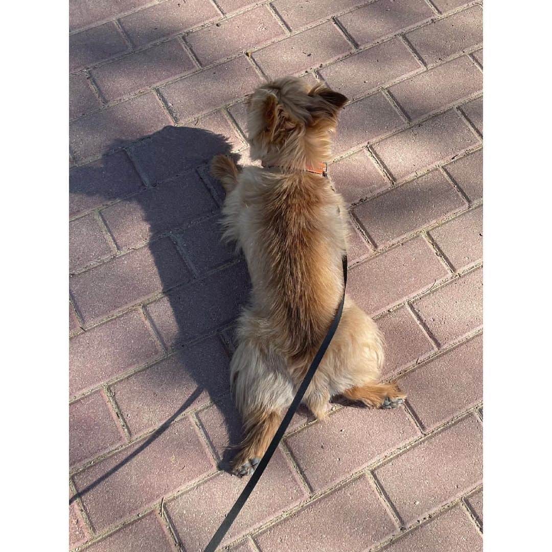 真野恵里菜さんのインスタグラム写真 - (真野恵里菜Instagram)「#愛犬の日 ということなので 我が家の愛犬のいろいろな写真を🐶💕 どれを1枚目にするかものすごく悩んじゃった😂 #犬のいる暮らし」5月13日 22時44分 - erinamano_official