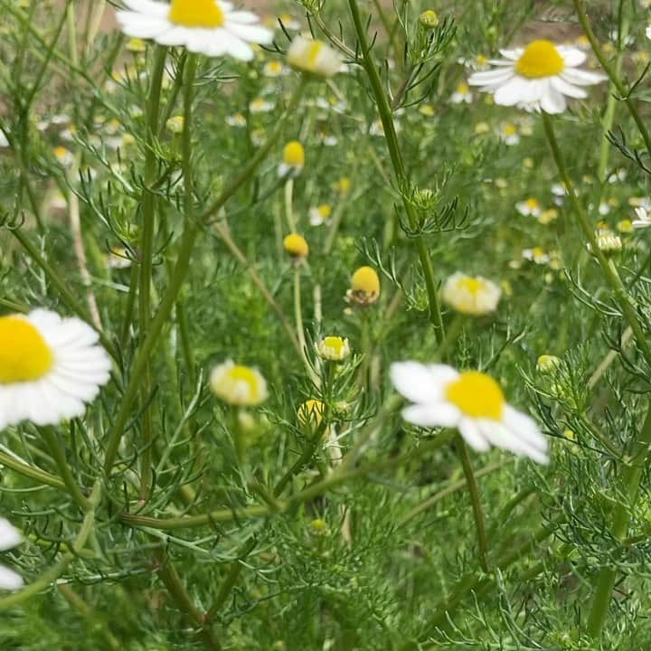 Karinのインスタグラム：「chamomile 先行して２苗だけ畑に植えていたカモミールが満開。 フレッシュなカモミールは本当に青リンゴの香りがしました〜 睡眠導入剤が手放せなかったうちの母は、カモミールティーでぐっすり眠れるようになり、薬がいらなくなりました^ ^胃腸にも良いと言われていますね。  1000㎡の畑は広すぎるので、つい最近もカモミールを沢山植えました♡ ２ヶ月後くらいに満開になるかなぁ〜♪  #organic #potager #無農薬無化学肥料 #有機栽培」