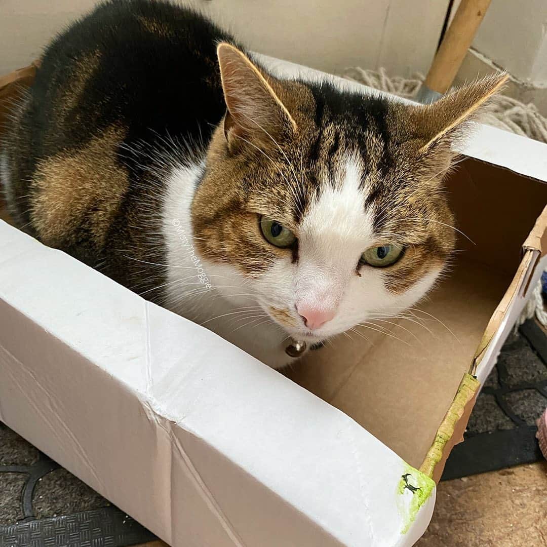 Misty The Moggieのインスタグラム：「#catbox this 📦 has been claimed!! #catinabox #catinabox🐱 #catinaboxchallenge」