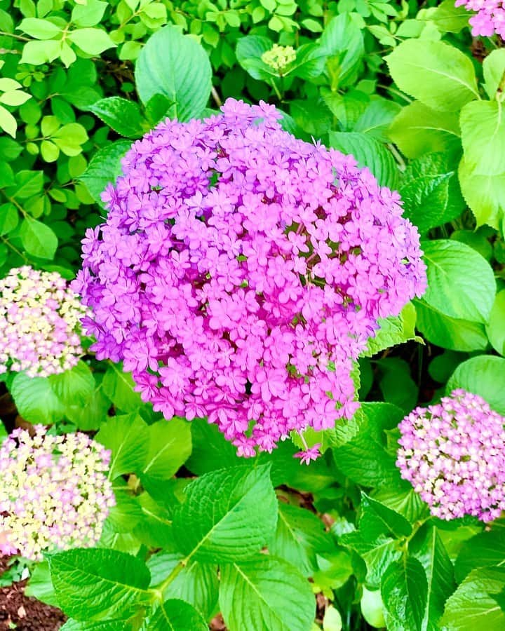 のインスタグラム：「《OhaYOKAN》  今朝の 原宿表参道は快晴なり…☀️  雨上がりで 空気の美味しい朝🌅  朝ラン＆ウォークは快調でした…🏃‍♂️👟  さて  本日の YOKANは  午前中は  ・事務仕事…✍️📄✉️📮  ・エディット作業…✏️✂️🎵🎼  午後からは  ラジオ番組の収録…🎙🎧👄🎵📻  からの  編集、完パケ＆納品…✂️🎵📻✨  楽しみながらがんばりまーす✌️  みなさま  笑顔で ステキな1日を…💓  #harajuku #omotesando #原宿 #表参道 #tokyo #japan #morning #朝 #朝ラン #ウォーキング #running #walking #plogging #プロギング #OhaYOKAN #YOKAN散歩 #街角アート #streetart #hydrangea #紫陽花 #あじさい #hydrangeareport #紫陽花便り #お花便り #flowerreport #purple #インスタ映え #instagram #tokyocameraclub #笑顔でステキな1日を💓」