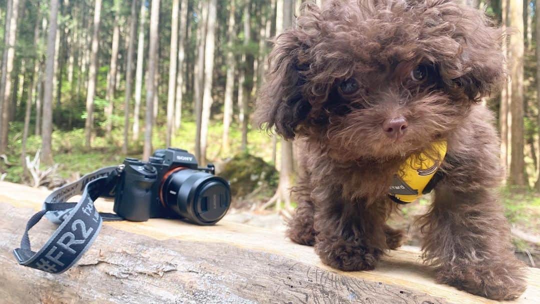 水崎綾女さんのインスタグラム写真 - (水崎綾女Instagram)「camp with わんこ。 #camp #dog #犬 #キャンプ #🔥 #テント #🏕 #自然 #camera #photo #photography #photographer #cameralove #📷 #fr2」5月14日 8時58分 - misakiayame