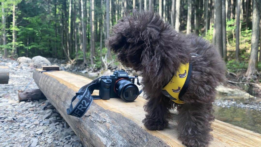 水崎綾女さんのインスタグラム写真 - (水崎綾女Instagram)「camp with わんこ。 #camp #dog #犬 #キャンプ #🔥 #テント #🏕 #自然 #camera #photo #photography #photographer #cameralove #📷 #fr2」5月14日 8時58分 - misakiayame