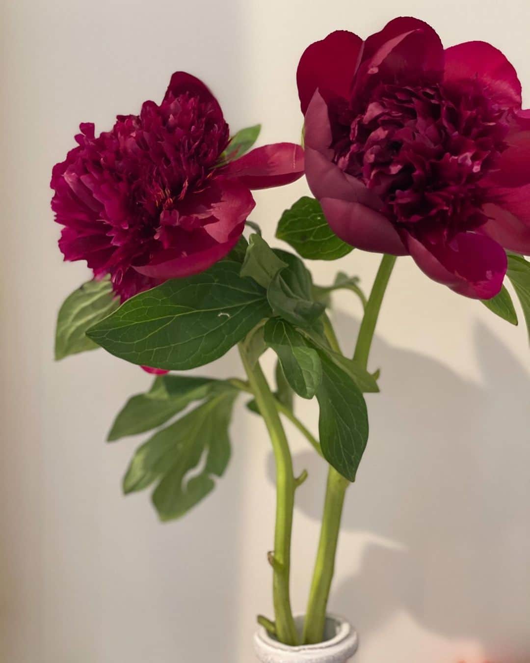 のインスタグラム：「蕾から咲いてくれて☺️嬉しい  げんきもらえた！ 今日もがんばろう🌹」