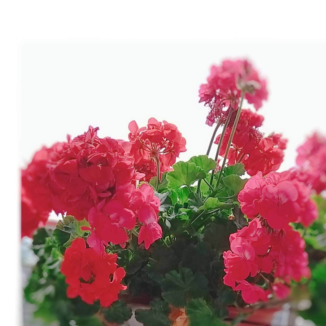 さとう珠緒さんのインスタグラム写真 - (さとう珠緒Instagram)「ベランダのゼラニウム🌼  たくさんお花が咲いてきました✨  嬉しいなぁ🎵  #ゼラニウム #良い週末を✨」5月14日 11時30分 - tamao_satoh