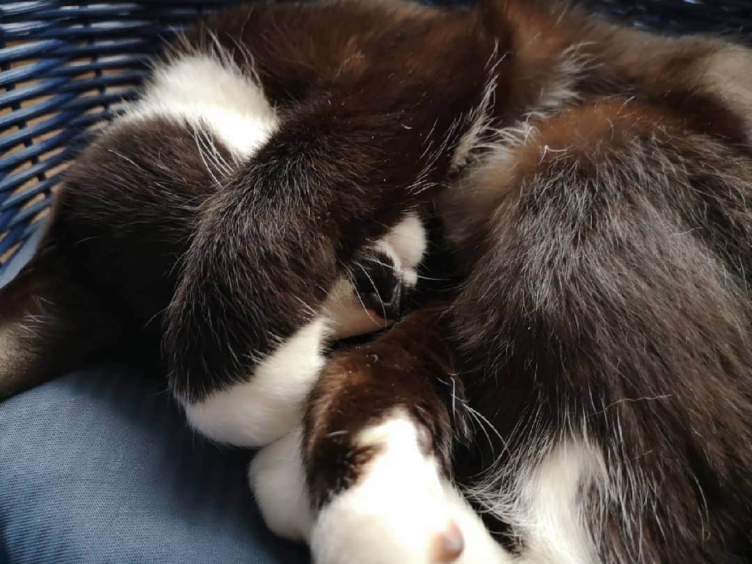 REIKAさんのインスタグラム写真 - (REIKAInstagram)「. ママが新しい夏用のベッド買ってくれたにゃ🐈❤  #猫 #cat #ねこすたぐらむ #にゃんすたぐらむ #クロモ #kuromo #靴下猫 #mypet」5月14日 11時52分 - reika_japan