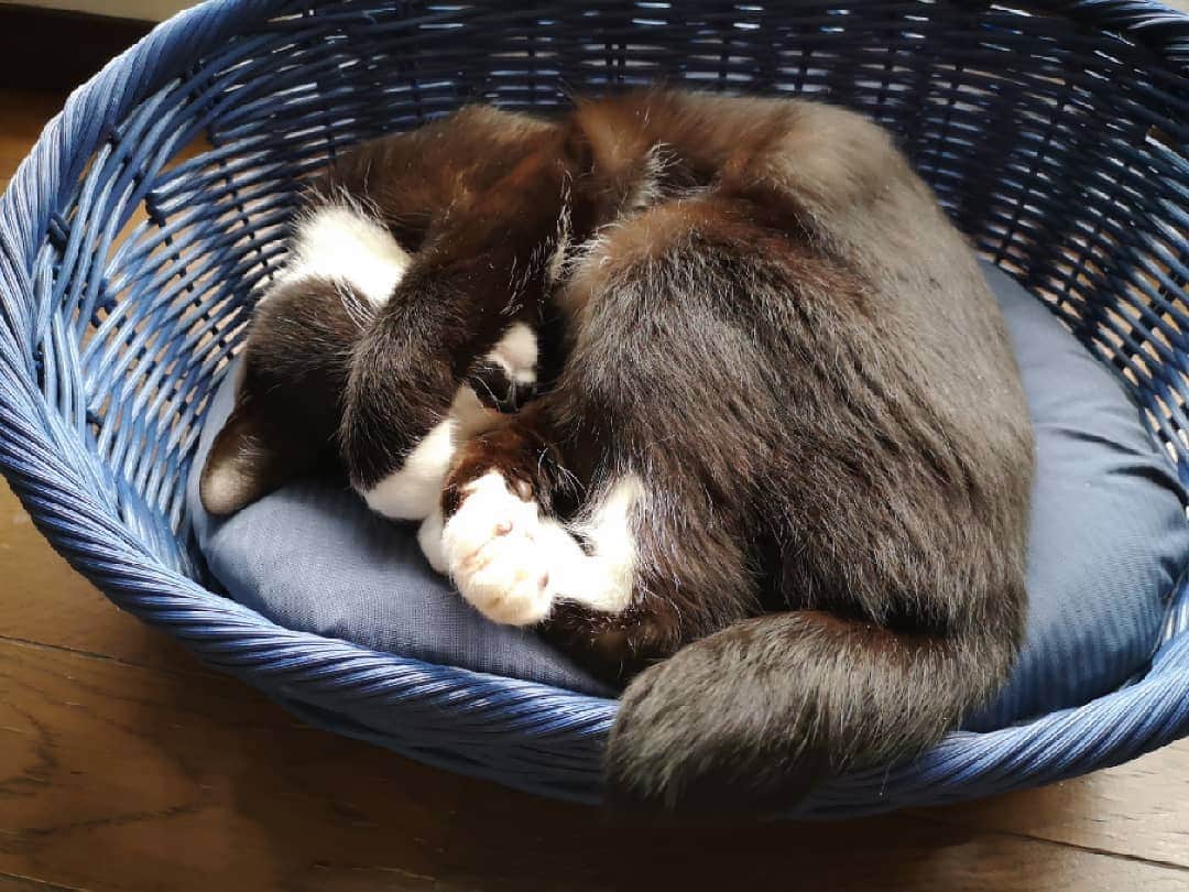 REIKAさんのインスタグラム写真 - (REIKAInstagram)「. ママが新しい夏用のベッド買ってくれたにゃ🐈❤  #猫 #cat #ねこすたぐらむ #にゃんすたぐらむ #クロモ #kuromo #靴下猫 #mypet」5月14日 11時52分 - reika_japan