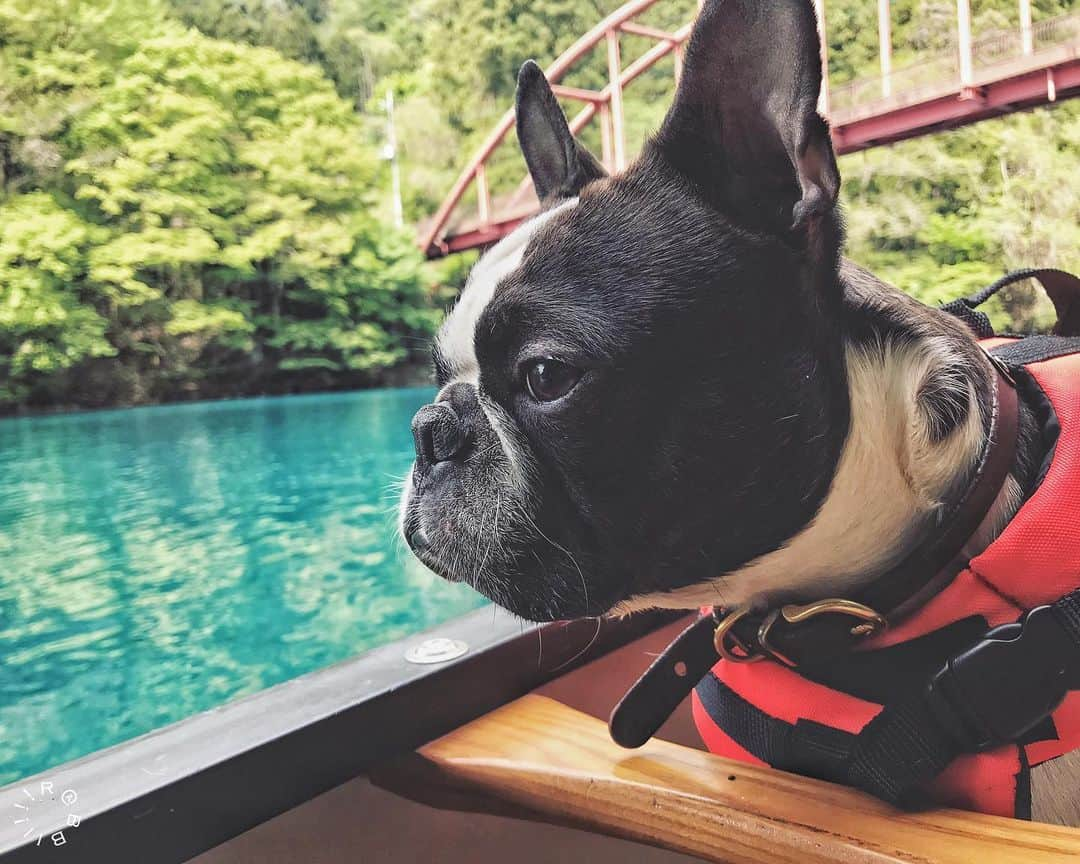 rabbiiiiiのインスタグラム：「* 🐄🛶🌳🌉 * * #igersjp #Gunmagram #oldtowncanoe  #bostonterrier  #オールドタウンカヌー  * * Location: Gunma Japan🇯🇵」