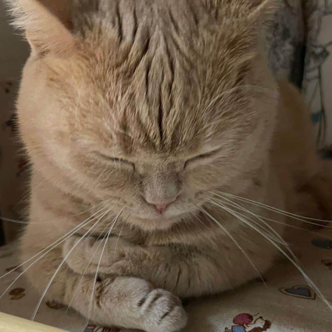 古市憲寿さんのインスタグラム写真 - (古市憲寿Instagram)「猫探し。 #ニャンスタグラム #猫の写真へたくそ選手権」5月14日 16時58分 - poe1985