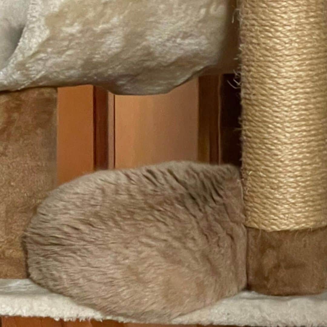 古市憲寿のインスタグラム：「猫探し。 #ニャンスタグラム #猫の写真へたくそ選手権」