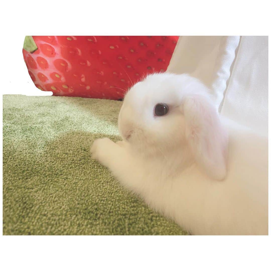 岩田陽菜のインスタグラム：「芝生でくつろいでるの可愛すぎて、、🍀🍀﻿ ﻿ #うさぎ#rabbit#うさぎのいる生活#ホーランドロップ#ホーランドロップイヤー#ベッド#White#白#カーペット#芝生#部屋んぽ」